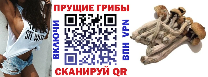 наркотики  Камень-на-Оби  Псилоцибиновые грибы MAGIC MUSHROOMS 