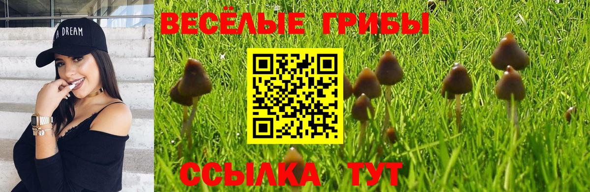 Псилоцибиновые грибы прущие грибы Камень-на-Оби